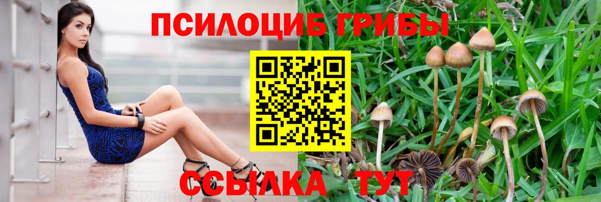 Псилоцибиновые грибы Psilocybe  как найти наркотики  Чита  Вход с VPN  Псилоцибиновые грибы Psilocybine cubensis 