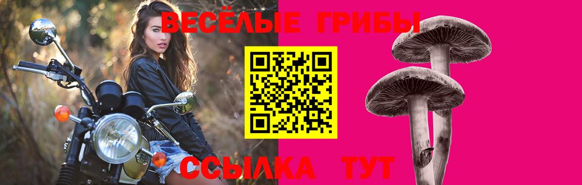 Псилоцибиновые грибы Psilocybe Чита